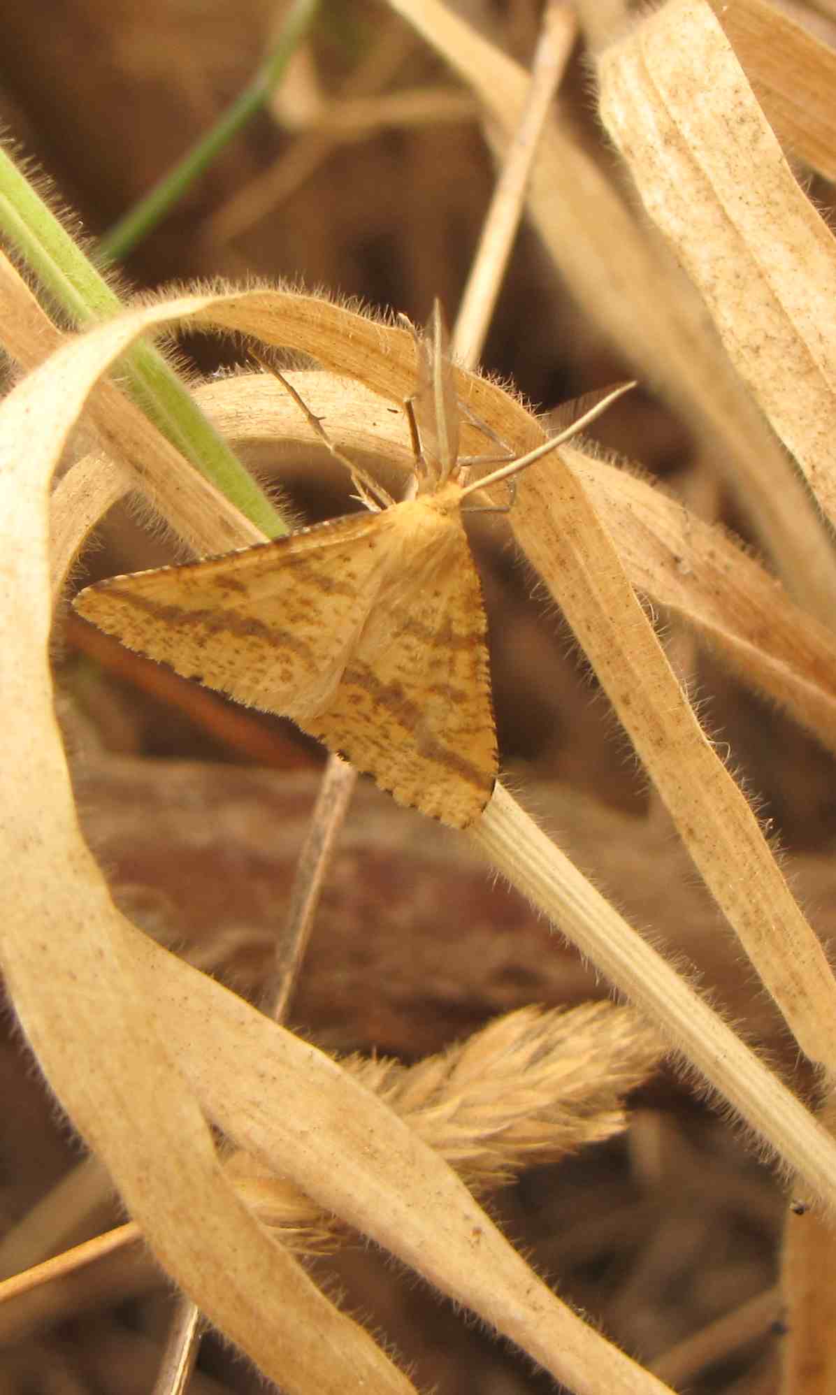 farfalle e prati aridi